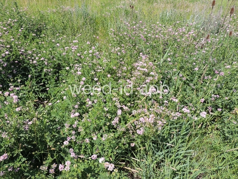 crownvetch, trailing